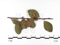 登錄號:F0026426藏品圖，第1張