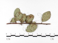 登錄號:F0026426藏品圖，第4張