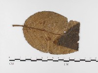 登錄號:F0026427藏品圖，第1張