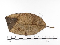 登錄號:F0026428藏品圖，第4張