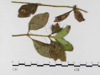 登錄號:F0026432藏品圖，第1張