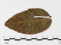 登錄號:F0026433藏品圖，第1張