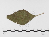 登錄號:F0026434藏品圖，第1張