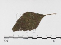 登錄號:F0026434藏品圖，第4張