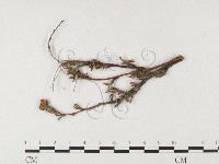 登錄號:F0026436藏品圖，第1張