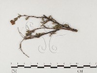 登錄號:F0026436藏品圖，第4張