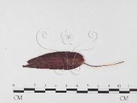 登錄號:F0026437藏品圖，第1張