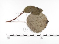 登錄號:F0026438藏品圖，第1張