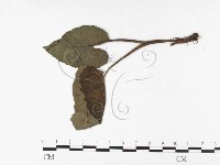 登錄號:F0026441藏品圖，第1張