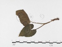 登錄號:F0026441藏品圖，第4張