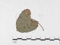 登錄號:F0026442藏品圖，第1張