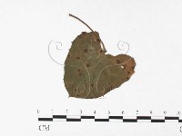 登錄號:F0026442藏品圖，第4張