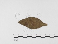 登錄號:F0026444藏品圖，第4張