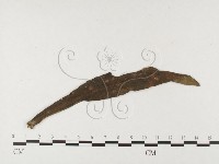 登錄號:F0026445藏品圖，第4張