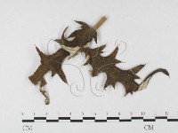 登錄號:F0026446藏品圖，第1張