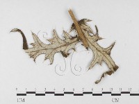 登錄號:F0026446藏品圖，第4張