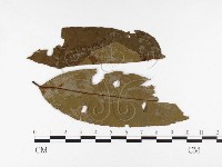 登錄號:F0026448藏品圖，第1張