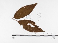 登錄號:F0026449藏品圖，第4張