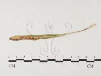 登錄號:F0026451藏品圖，第1張