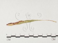 登錄號:F0026451藏品圖，第4張