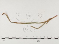 登錄號:F0026454藏品圖，第1張