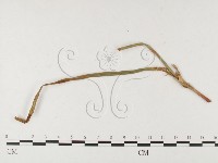 登錄號:F0026454藏品圖，第4張