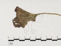 登錄號:F0026455藏品圖，第4張