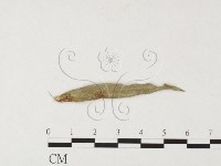 登錄號:F0026456藏品圖，第1張