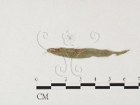 登錄號:F0026456藏品圖，第4張