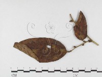 登錄號:F0026458藏品圖，第1張