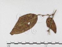 登錄號:F0026458藏品圖，第4張