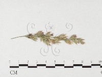 登錄號:F0026459藏品圖，第1張