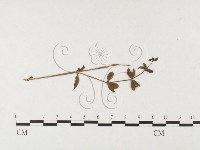 登錄號:F0026461藏品圖，第1張