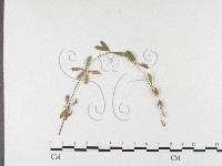 登錄號:F0026462藏品圖，第1張