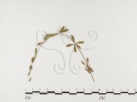 登錄號:F0026462藏品圖，第4張