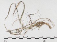 登錄號:F0026464藏品圖，第1張