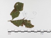 登錄號:F0026465藏品圖，第1張