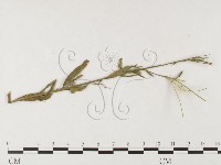 登錄號:F0026470藏品圖，第1張
