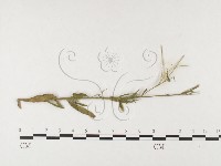 登錄號:F0026470藏品圖，第4張