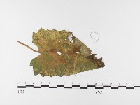 登錄號:F0026472藏品圖，第1張