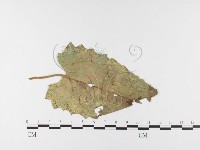 登錄號:F0026472藏品圖，第4張