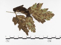 登錄號:F0026475藏品圖，第4張