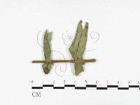 登錄號:F0026480藏品圖，第1張
