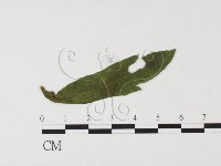 登錄號:F0026481藏品圖，第1張