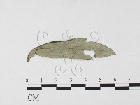 登錄號:F0026481藏品圖，第4張