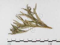 登錄號:F0026482藏品圖，第1張