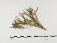 登錄號:F0026482藏品圖，第4張