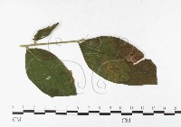 登錄號:F0026484藏品圖，第4張