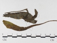 登錄號:F0026485藏品圖，第1張