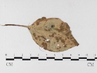 登錄號:F0026486藏品圖，第1張